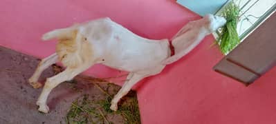 gulabi bakri 4 dant