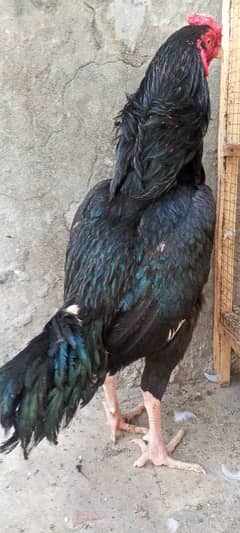 Pure Mushka Lasani Black Aseel Murga Patha Murgi