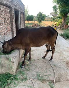 Cow