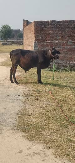 bull for breader