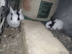 Baby Rabbits