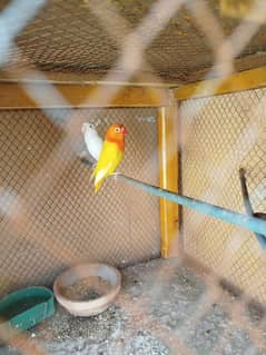 Lutino opline female for sale Age 7 months
