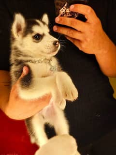 Husky puppy
