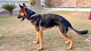 german shepherd single coat