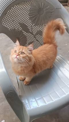 cat lovers