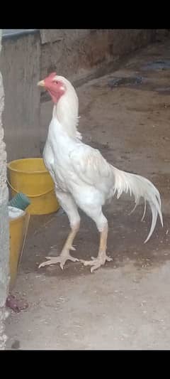 ہیرا