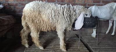 Qurbani