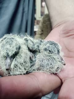 Doves for sale