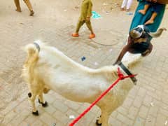 kurbani ka Bakra