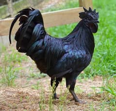 ayam cemani | golden buff | white buff