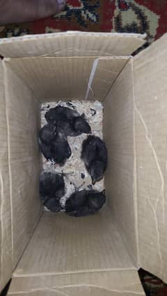 ayam