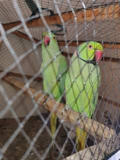 breeder parrot