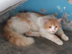 my beautiful cat. . .
