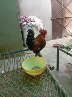 Desi murga full masti me