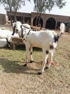 Male goat for qurbani