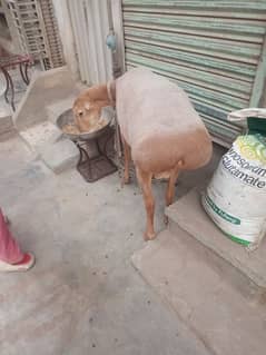 Turkey Dunba Jorri