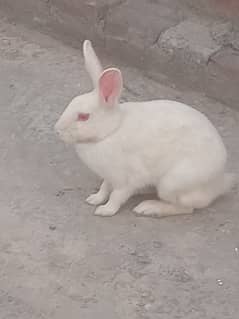 Young breeder female Rabbits