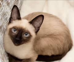 SIAMESE FEMALE CAT