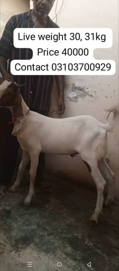bakra