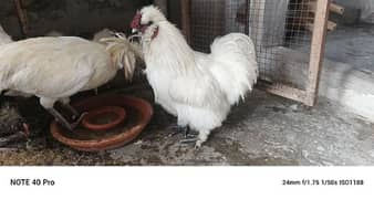 breeder pair for sale