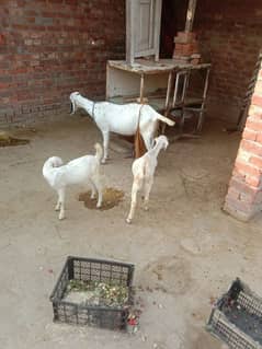 dogli bakri For sell