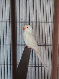 turqoizeino ringneck male