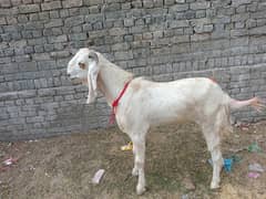 Rajanpuri Bakrai 14