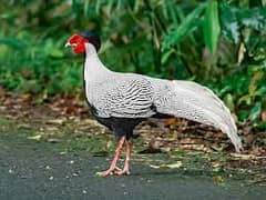 fancy birds |golden birds |sliver birds | chicks| breeder pair | hens