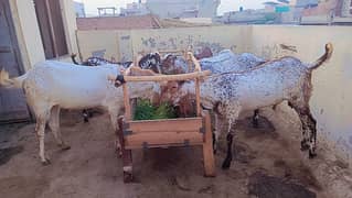 Goats