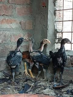 4 long height aseel chick's for sale.