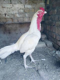 Heera pair