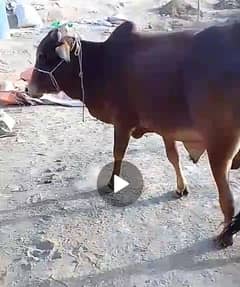 beautiful cow