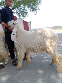 2  add dumby qurbani ky leya 1 pes ki prise hy