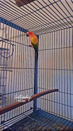 Sun Conure Breeder pair