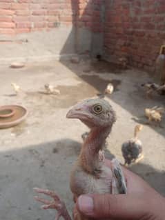 Pure Aseel