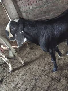 kurbani bakra