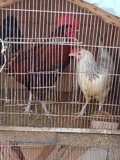 Desi chickens for sell