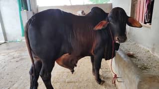 Sahiwal 2 ADAD bulls for sell full heavyweight per bull price 390000