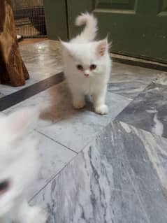 Persian cat kitten 2 female 1 male baby