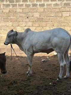 Sibbi Bachra for sale. Qurbani 2025