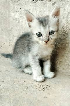 Cat For Sale