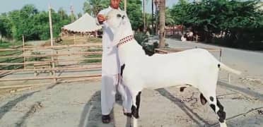 Desi Bakra For Sale Call _03259242621