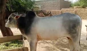 Bull | Bchra | Wehra | qurbani Bull | Bull / desi wchra for sale