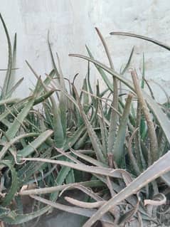 Alovera for sale