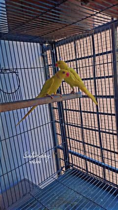 Yellow Ringneck Breeder pair