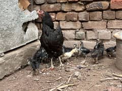 Aseel chicks