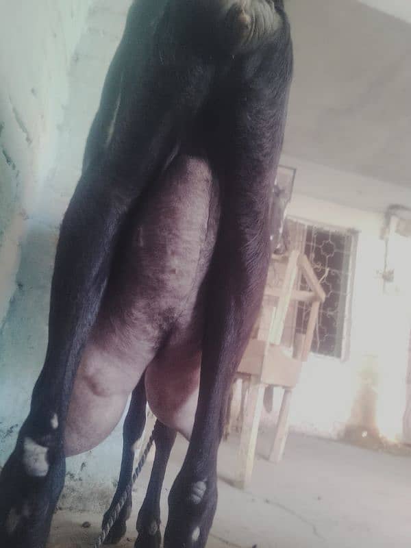 Desi cross 1