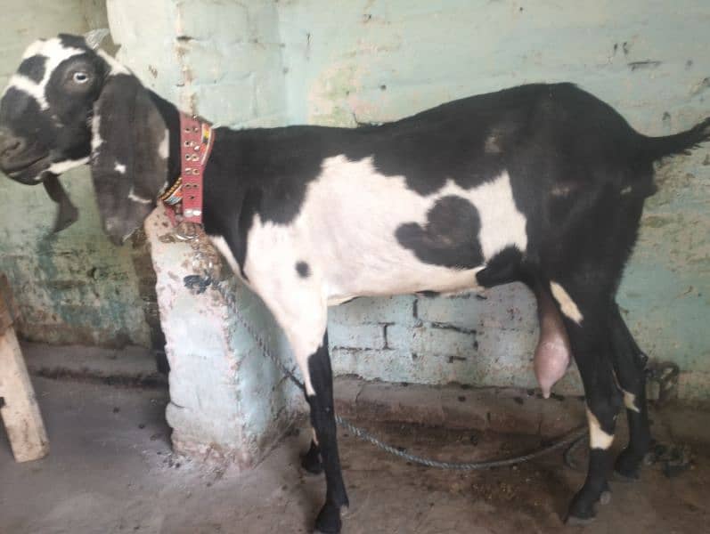 Desi cross 3