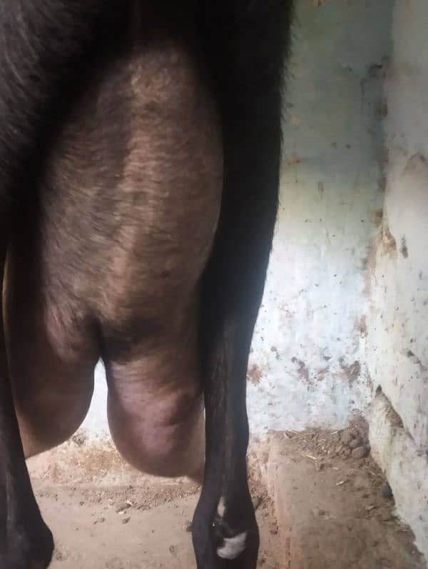 Desi cross 5
