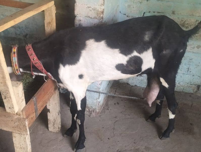 Desi cross 6